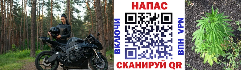 Каннабис индика  закладка  Кириллов 